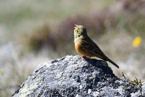 Bruant ortolan