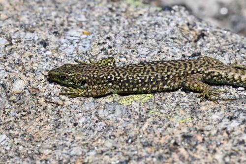 Podarcis hispaniscus ?