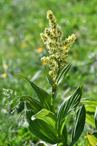 Vérâtre verdissant