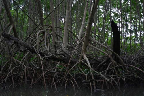 Palétuviers, mangrove de la baie de Génipa