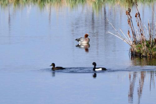 Canard siffleur et fuligules morillons