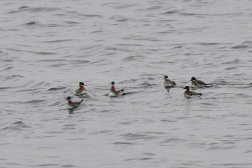 Phalaropes à bec étroit