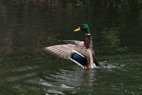 Canard colvert