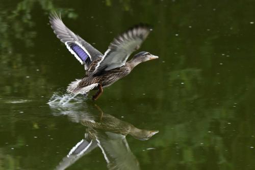 Canard colvert