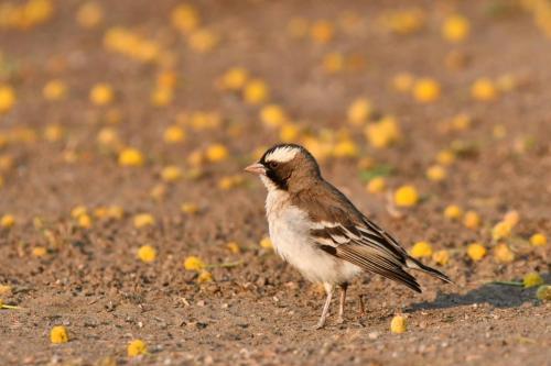 Mahali à sourcils blancs