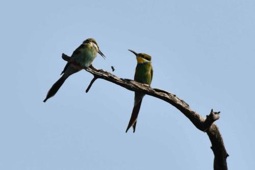 Guêpiers à queue d'aronde