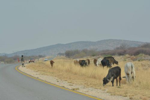 Sur la C39 en direction de Khorixas