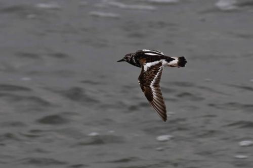 Tournepierre à collier
