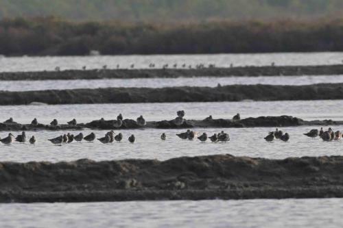 Bécasseaux de l'Anadyr