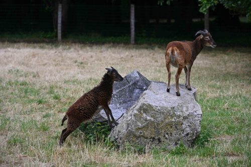 Soay
