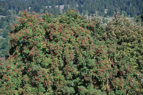 Sorbier des oiseleurs