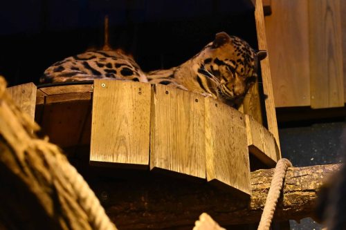 Panthère longibande