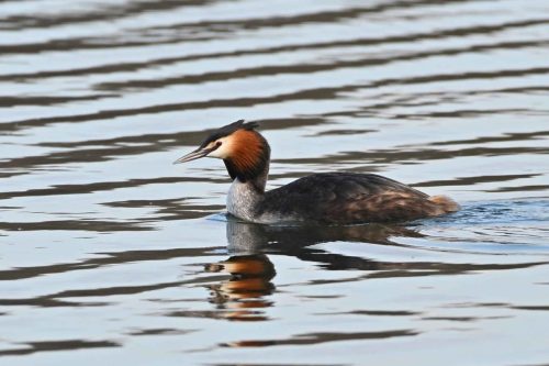 Grèbe huppé