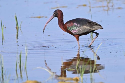 Ibis falcinelle