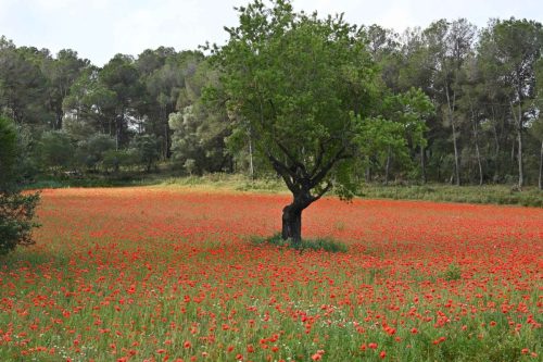 Sierra de Montgri