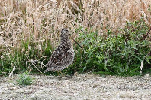 Bécassine de Magellan