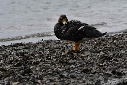 Brassemer des Malouines