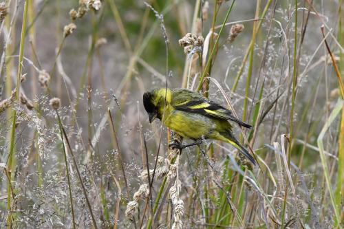 Chardonneret à menton noir