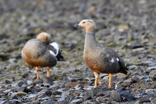 Ouettes à tête rousse