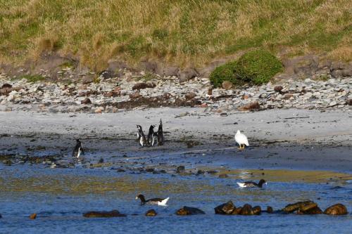 Manchots de Magellan et Ouettes marines
