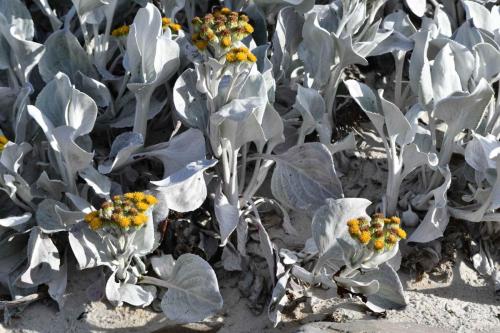 Sea Cabbage (Senecio Candidans)