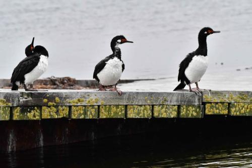 Cormoran de Magellan