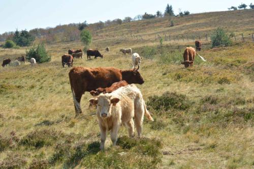 Vaches Salers au col du Béal 1387 m