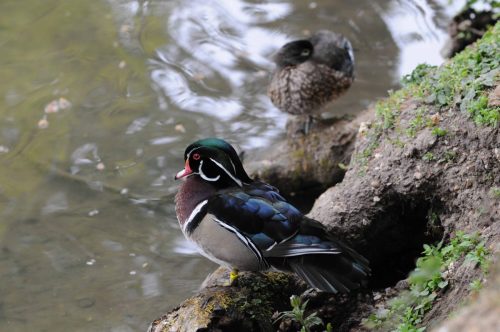 Canard carolin