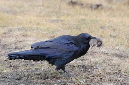 Grand corbeau qui a attrapé un petit rongeur