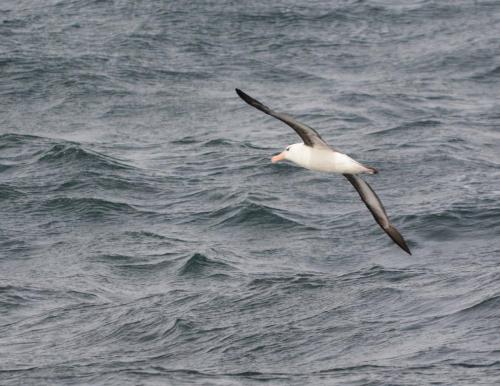 Albatros à sourcils noirs 