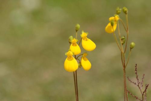Calcéolaire - Capachito 