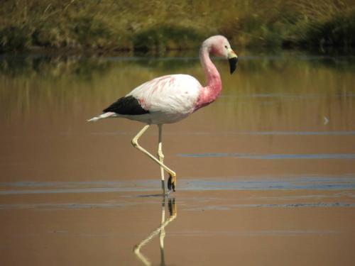 Flamant des andes 