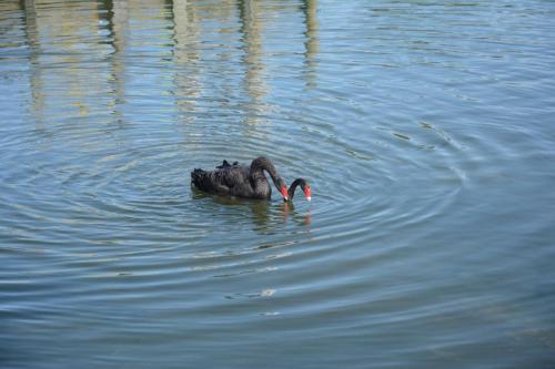 Accouplement de cygnes noirs 