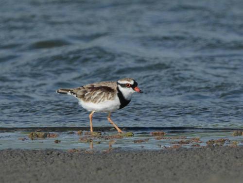 Pluvier à face noire