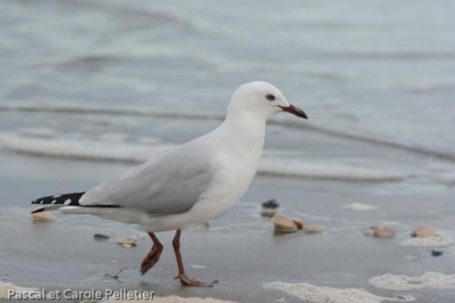 Mouette scopuline 