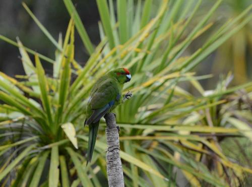 Perruche de Sparrman