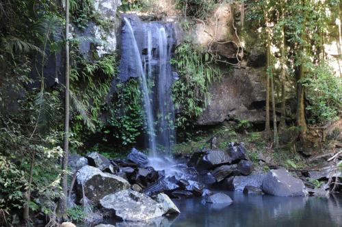 Chutes de Curtis dans la parc de Tamborine Mountains