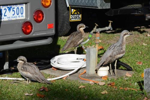 OEdicnèmes bridé dans le camping