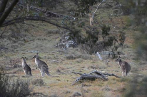 Kangourous