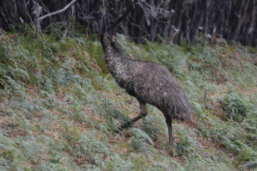Emeu d'Australie