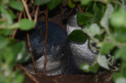 Manchots pygmés dans leur terrier