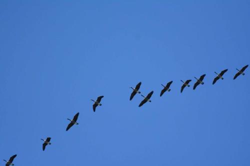 Bernaches du Canada en migration