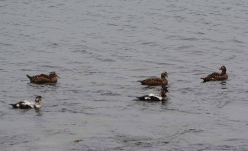 Eiders à duvet