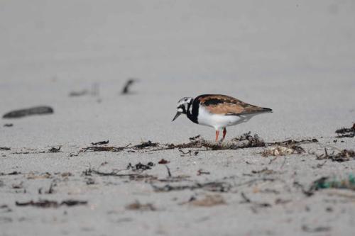 Tournepierre à collier