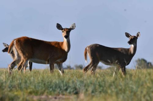 Cerfs à queue blanche