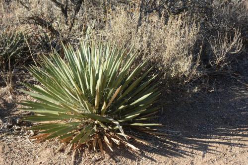 Yucca