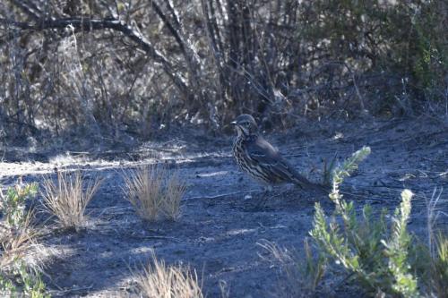 Moqueur des armoises