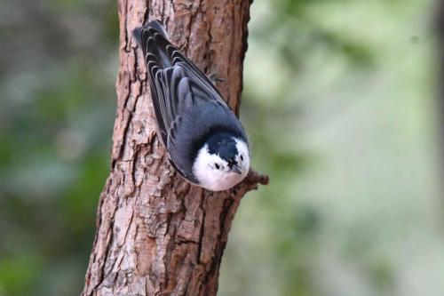 Sittelle à poitrine blanche