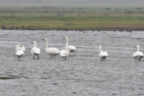 Cygnes de Bewick