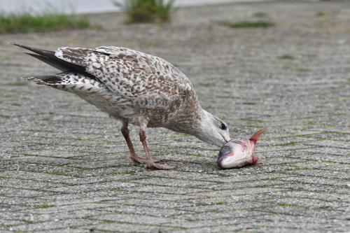 Goéland argenté (immature)
